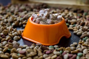 ¿Debo a mi perro comida seca o húmeda?